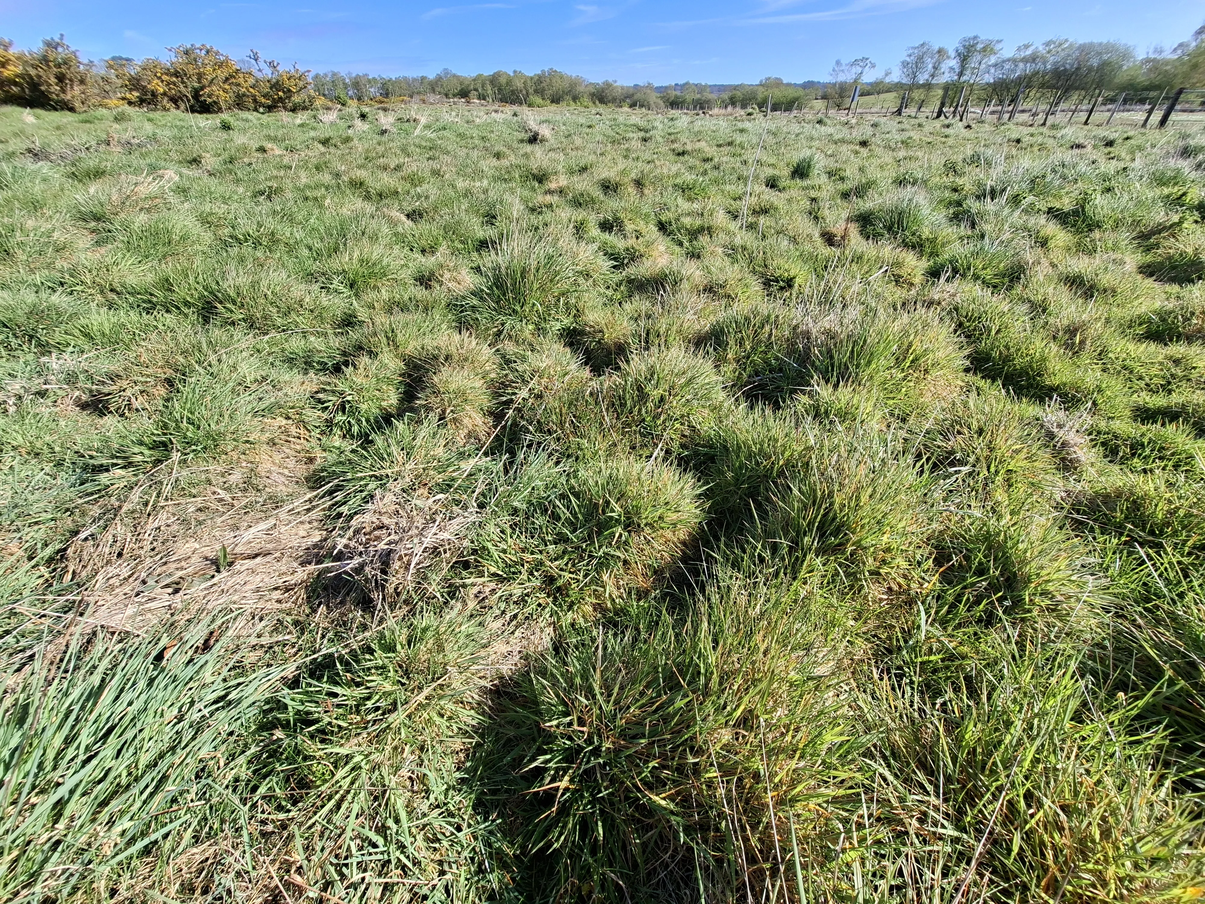 Reptile grassland