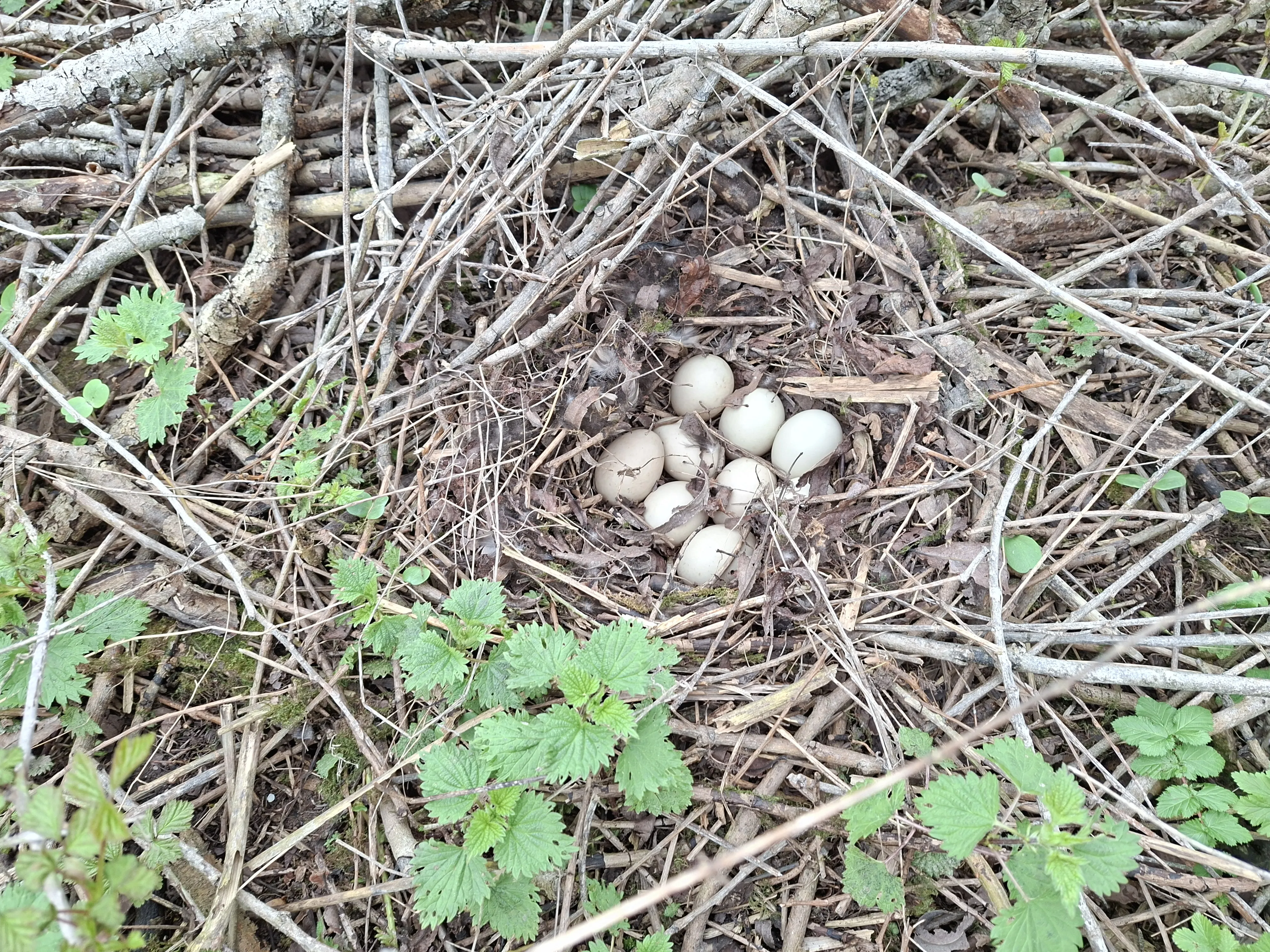 Mallard nest on carr woodland floor