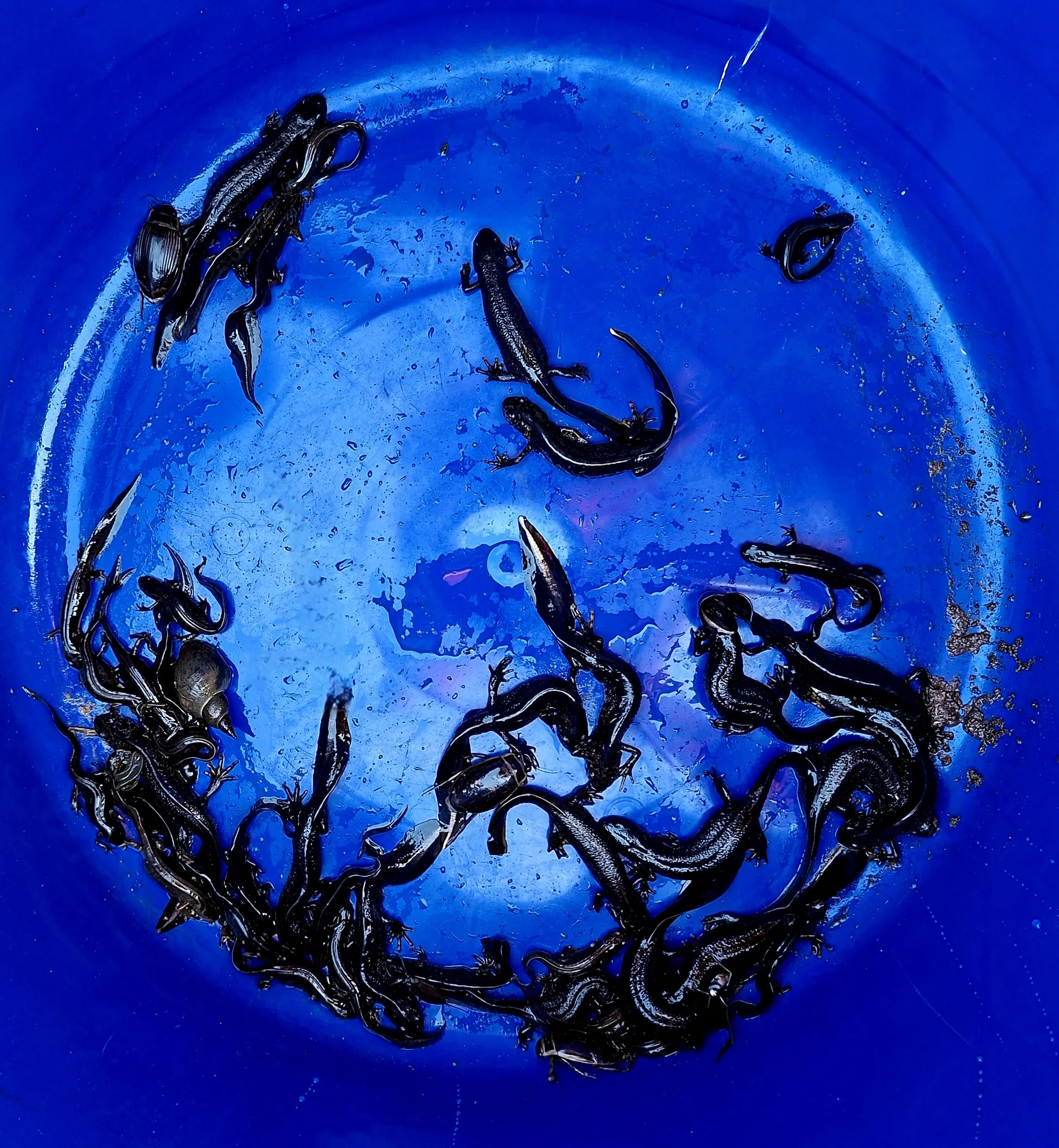 Moon-gazing newts