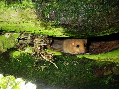Protected Species Surveys and  Licensing