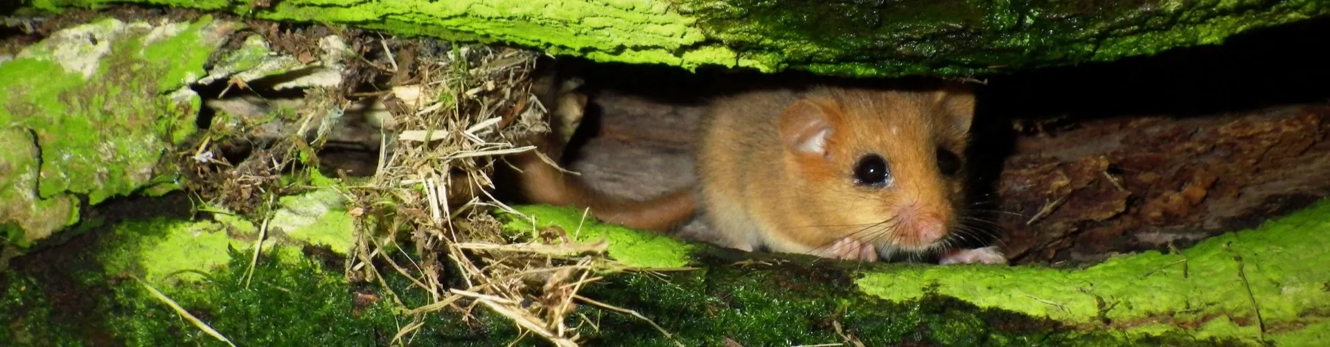 dormice.jpg