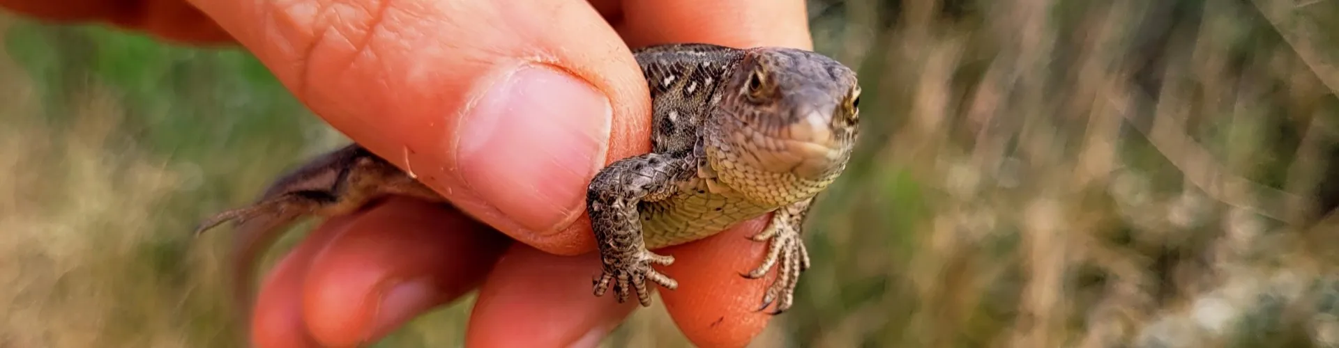 reptiles.jpg
