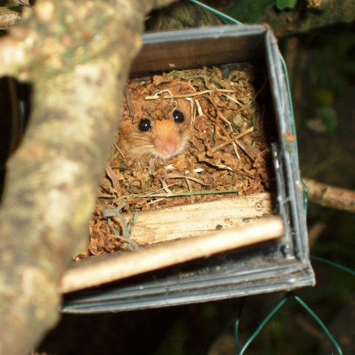 Dormice