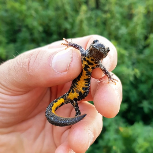 Great crested newts