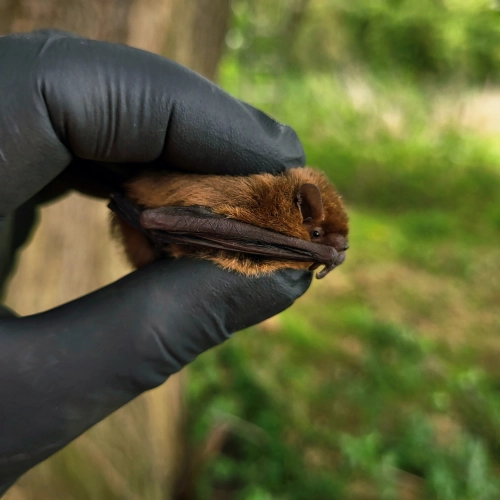 Bats