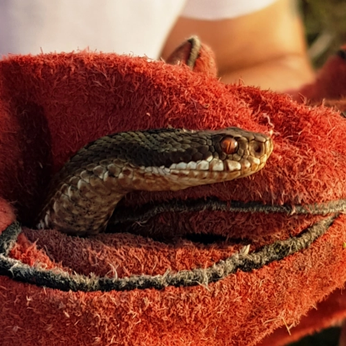 Reptiles